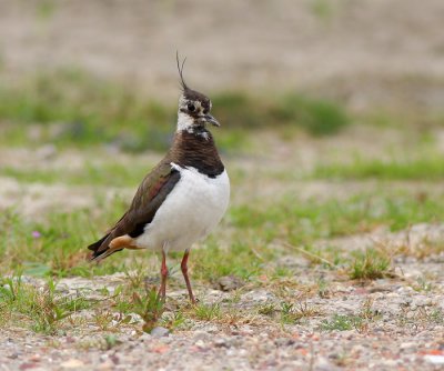 Kievit / Lapwing