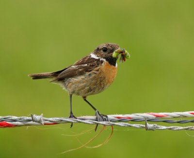 Roodborsttapuit / Stonechat