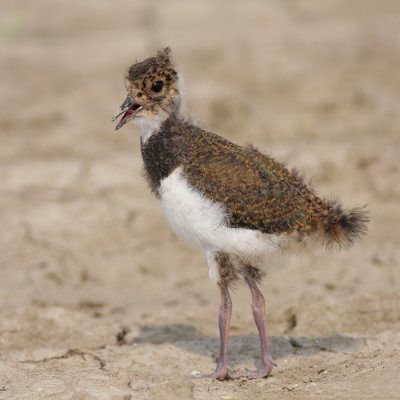 Kievit / Lapwing