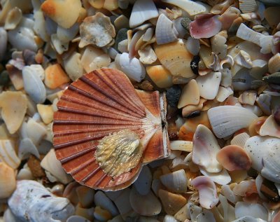 Shells