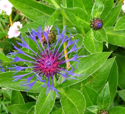 Flowers from Harmony Gardens Melrose Scotland.