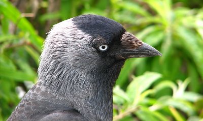 Bird at St Ives. 1.