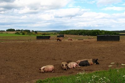 Pigs and their houses