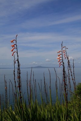 Rangitoto Island (Volcano)