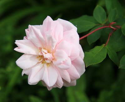 Spring Pink Rose