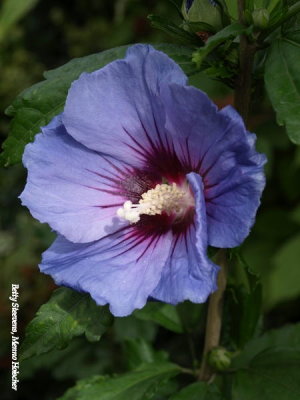 Hibiscus, of chinese roos