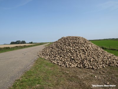Oost Groningen - een hoop voederbieten