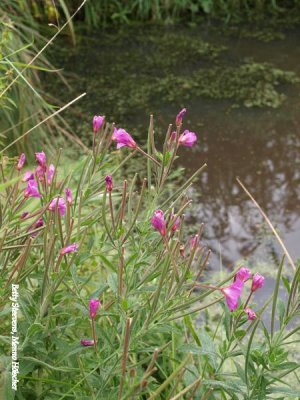 Meppel - in de veenpolder