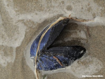 Strandjutten - mossel