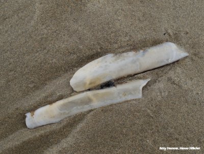 Strandjutten - scheermes