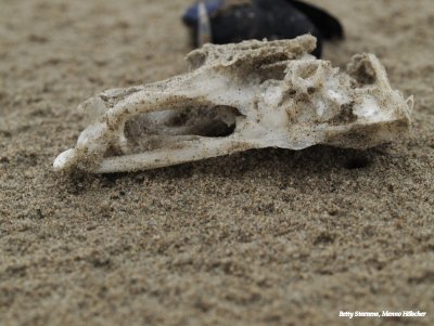 Strandjutten - schedel