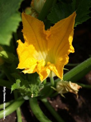 Courgette bloem