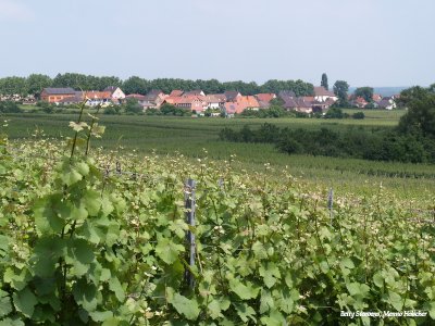 Elzas, in de wijngaarden
