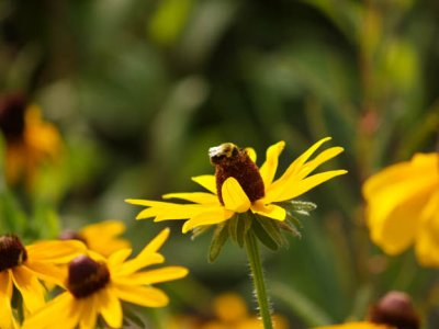 flowers with bee