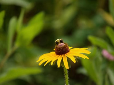flowers with bee 2