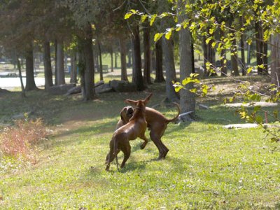 sparring