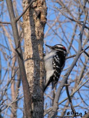 Pic mineur / Downy Woodpecker (male)