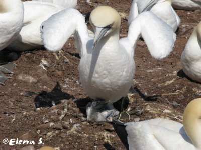 Fou de Bassan / Northern Gannet