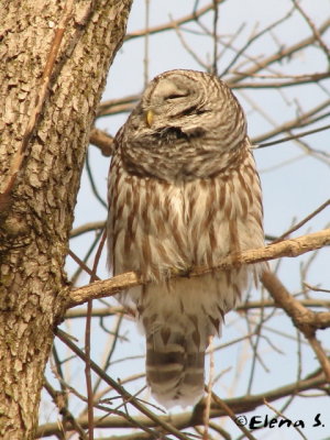 Chouette rayée / Barred Owl