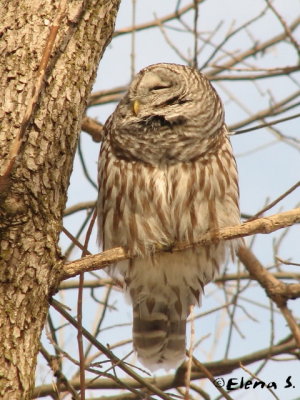 Chouette raye / Barred Owl