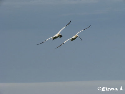 Fou de Bassan / Northern Gannet