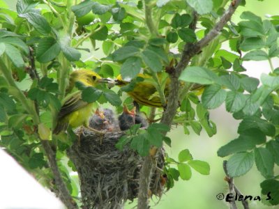 Paruline jaune / Yellow Warbler (the family)