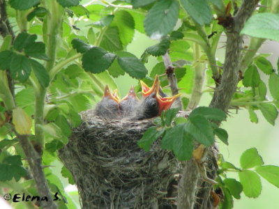 Paruline jaune / Yellow Warbler (fledgling)