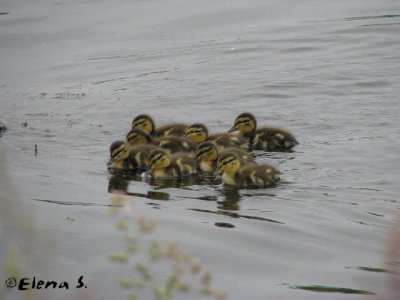 Canard colvert / Mallard (ducklings)
