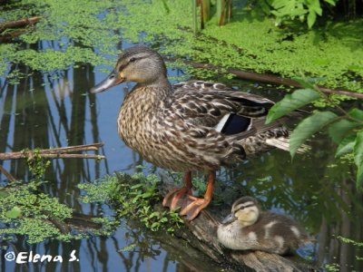 Canard colvert / Mallard (female with duckling))