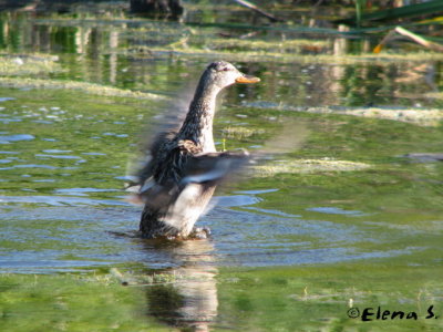 Canard colvert / Mallard (female)