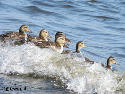 Canard colvert / Mallard