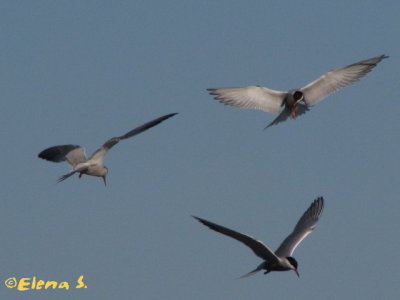 Sterne pierregarin / Common Tern