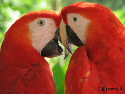 Peroquet mxicain / Parrot mexican (pair)