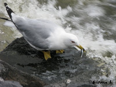 Goland  bec cercl / Ring-billed Gull