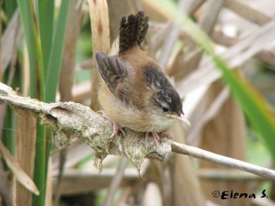 Troglodyte des marais / Marsh Wren