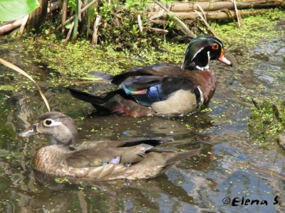 Canard branchu / Wood duck (pair)