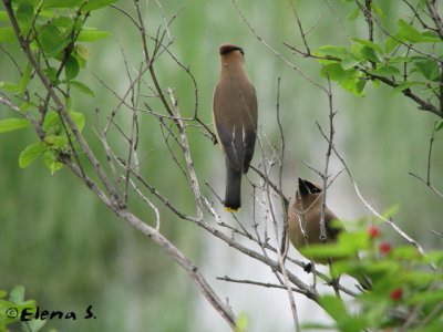 Jaseur d'Amérique / Cedar Waxwing
