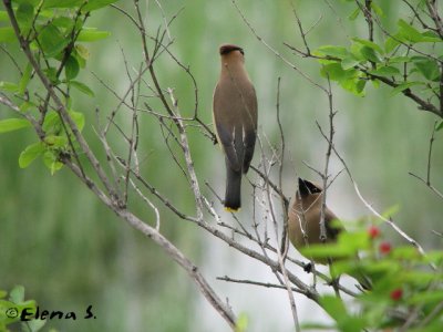 Jaseur d'Amrique / Cedar Waxwing