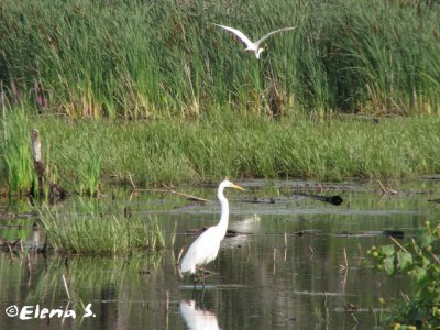 Grande Aigrette / Great Egret