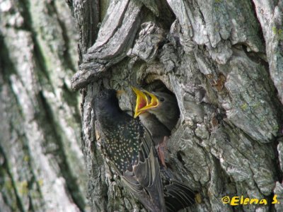 Étourneaux sansonnet / European Starling
