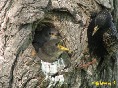 tourneaux sansonnet / European Starling