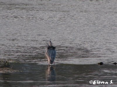 Grand héron / Great Blue Heron