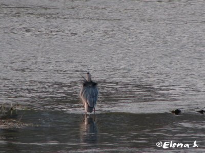 Grand hron / Great Blue Heron