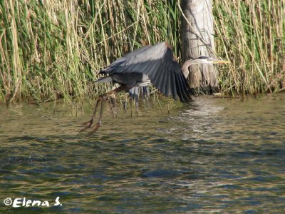 Grand héron / Great Blue Heron