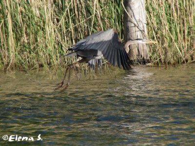 Grand hron / Great Blue Heron