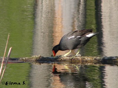 Gallinule poule-d'eau / Common Moorhen