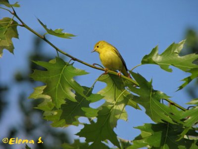 Paruline jaune / Yellow Warbler