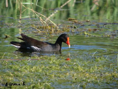 Gallinule poule-d'eau / Common Moorhen