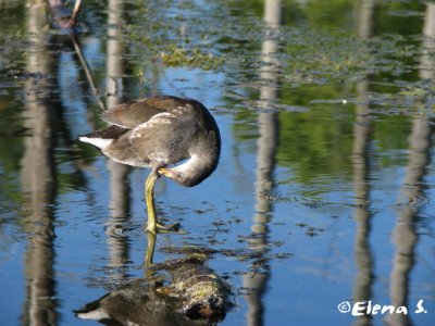 Gallinule poule-d'eau / Common Moorhen