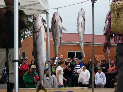 Fishing New Zealand